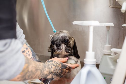 Best Medicated Dog Shampoo for Relief in 2026