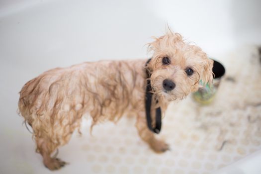 Best Oatmeal Shampoo for Dogs with Sensitive Skin in 2026