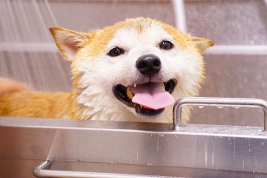 Best Oatmeal Soothing Dog Shampoos in 2026