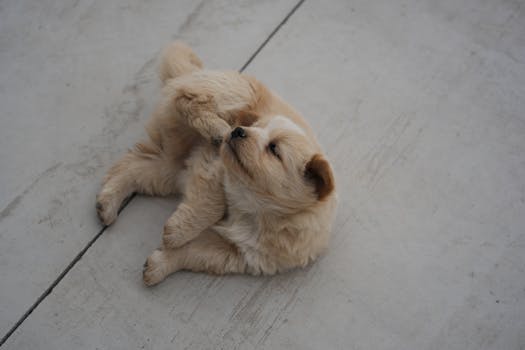 Best Dog Skin Allergy Treatments in 2026