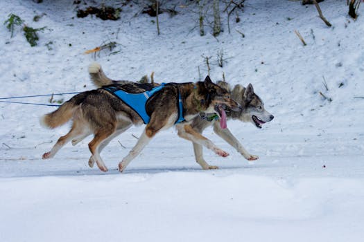 Best Dog Sports Harnesses in 2026