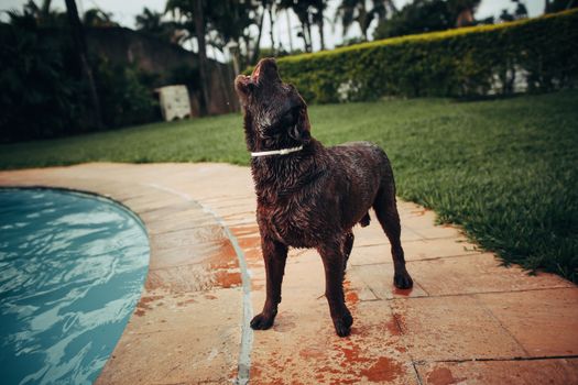 Best Coat and Skin Health Supplements for Dogs in 2026