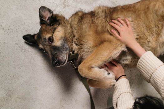 Best Hip and Elbow Support Supplements for Dogs in 2026