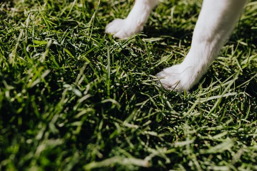 Best Hip and Elbow Supplements for Dogs in 2026