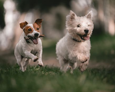 Best Hip and Joint Supplements for Dogs in 2026