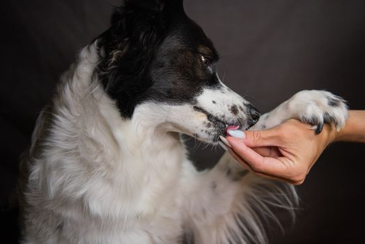 Best Omega Fatty Acid Supplements for Dogs in 2026