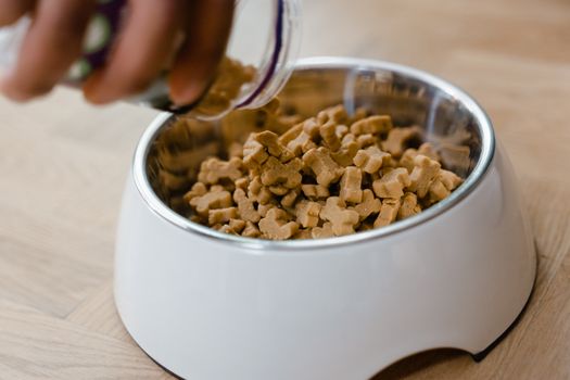 Best Probiotic Supplements for Dogs in 2026