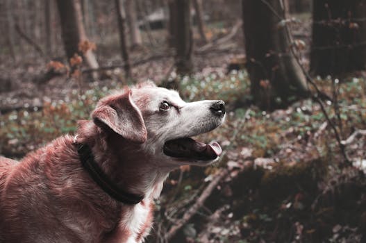 Best Supplements for Senior Dogs in 2026