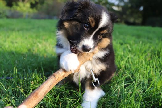 Best Teeth Cleaning Sticks for Dogs in 2026
