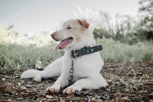Best Tick Collars for Dogs in 2026