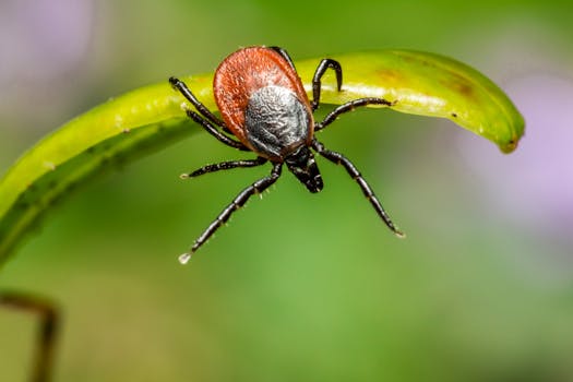 Best Tick Prevention for Dogs in 2026