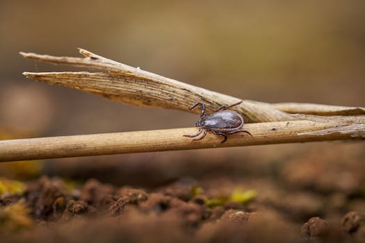 Best Tick Removal Tools for Dogs in 2026