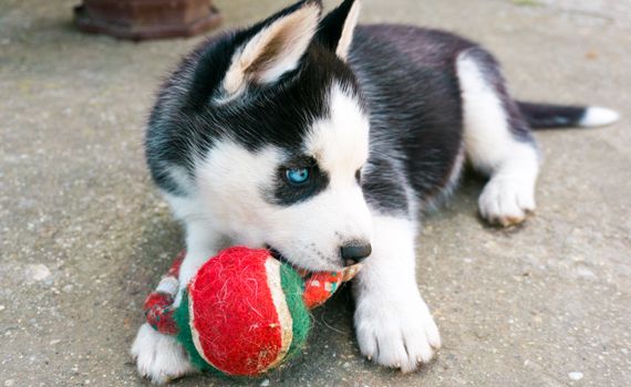 Best Toys for Aggressive Dog Chewers in 2026