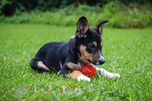 Best Durable Rubber Dog Toys in 2026