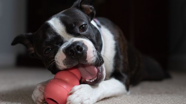 Best Kong and Treat-Stuffable Dog Toys in 2026