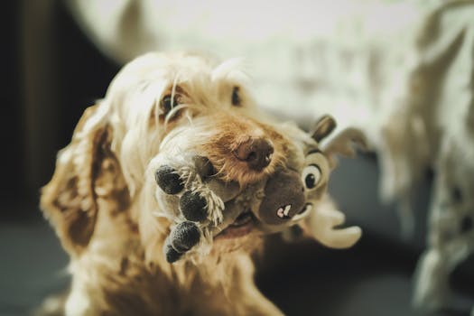 Best Puzzle Toys for Dogs in 2026
