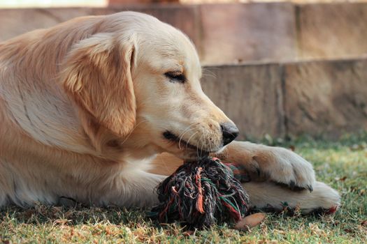 Best Durable Rope Knot Toys for Dogs in 2026