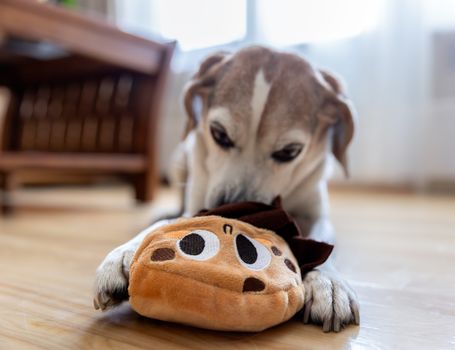 Best Durable Squeaky Dog Toys in 2026