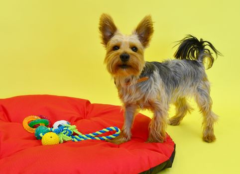 Best Squeaky Toys for Small Dogs in 2026