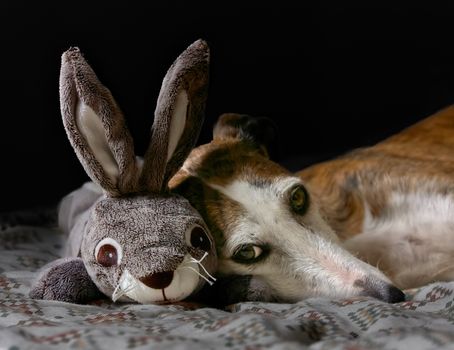 Best Durable Stuffed Toys for Dogs in 2026