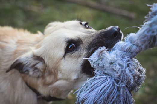Best Durable Tug Toys for Dogs in 2026
