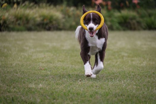 Best Dog Training Clicker Sets in 2026