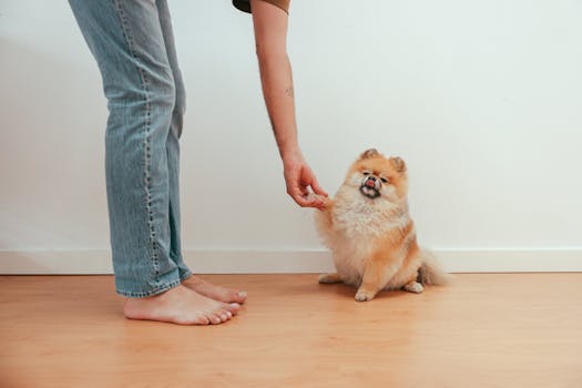 Best Dog Training Clickers in 2026