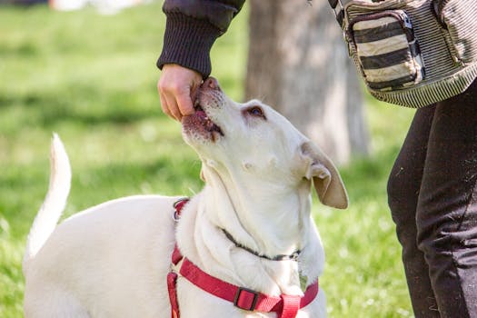 Best Dog Training Treats in 2026