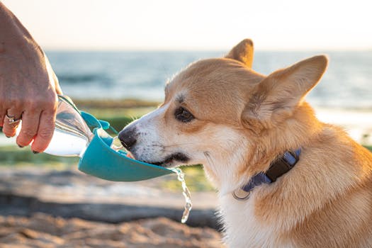 Best Travel Bowls for Dogs in 2026