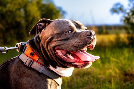 Best Long-Lasting Bully Stick Treats for Dogs in 2026