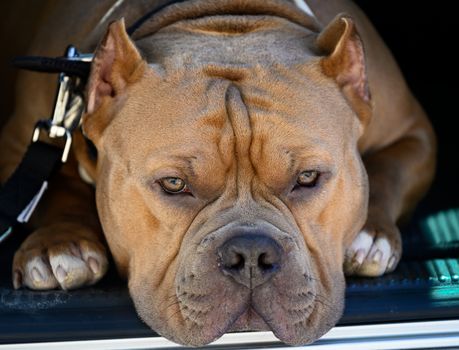 Best Bully Stick Treats for Dogs in 2026