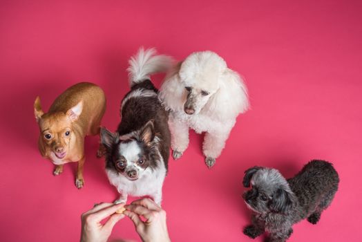 Best Human-Grade Chicken Jerky Dog Treats in 2026