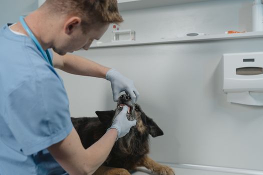 Best Dental Breath Treats for Dogs in 2026