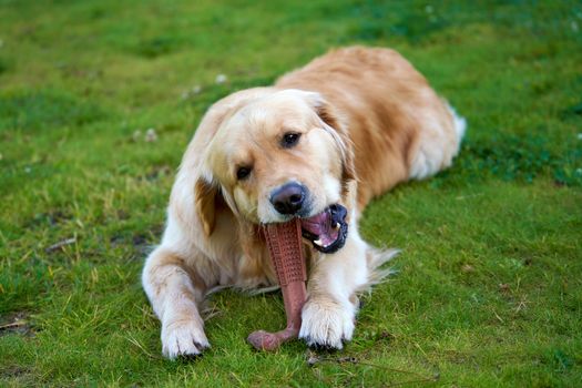 Best Long-Lasting Dental Chews for Dogs in 2026