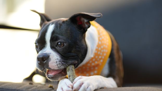 Best Dental Chew Treats for Dogs in 2026