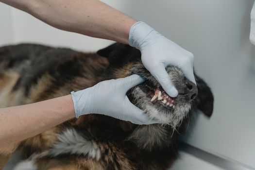 Best Dental Cleaning Dog Treats in 2026