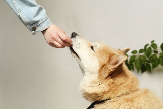 Best Freeze Dried Meat Dog Treats in 2026
