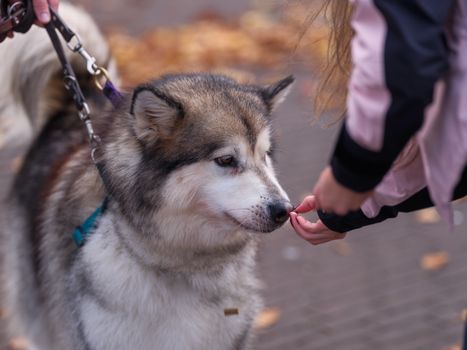 Best Freeze-Dried Organ Meat Dog Treats in 2026