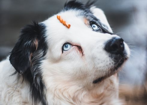 Best Meat Jerky Dog Treats in 2026