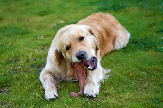 Best Long Lasting Dog Chews in 2026