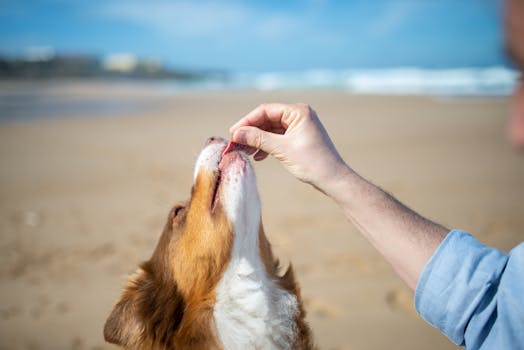 Best Organic Natural Dog Treats in 2026