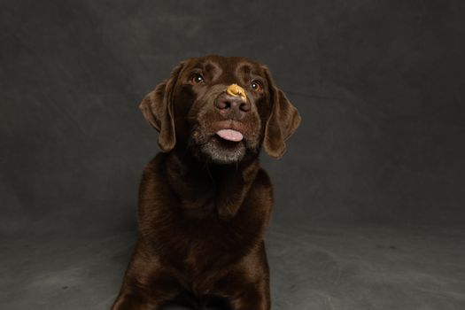 Best Safe Peanut Butter Dog Treats in 2026