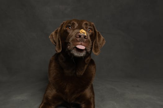 Best Peanut Butter Dog Treats in 2026