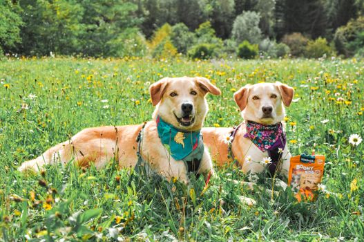 Best Dog Treat Subscription Boxes in 2026