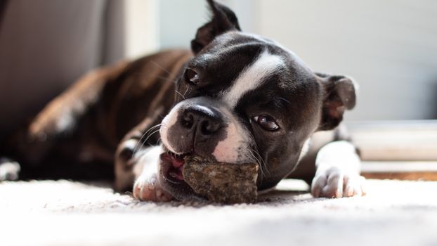 Best Sweet Potato Chew Treats for Dogs in 2026
