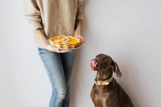Best Sweet Potato Dog Treats in 2026