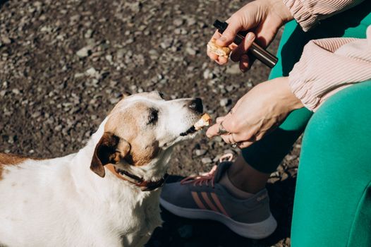 Best Freeze-Dried Liver Training Treats for Dogs in 2026