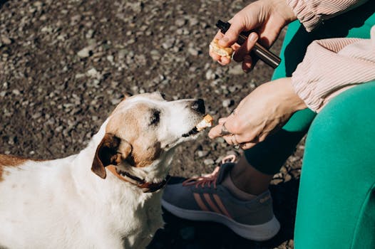 Best Low-Calorie Training Treats for Dogs in 2026