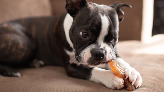 Best Small Training Treats for Dogs in 2026