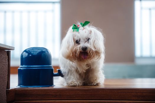 Best Automatic Water Bowls for Dogs in 2026